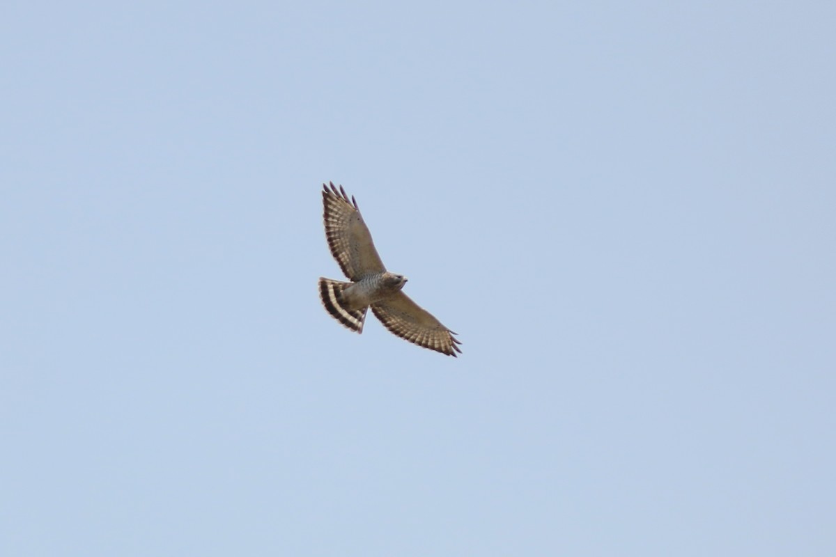 Broad-winged Hawk - ML614208508