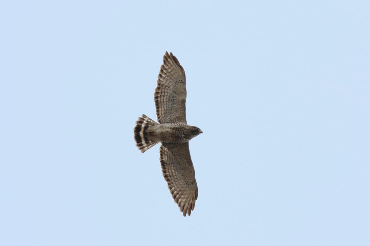 Broad-winged Hawk - ML614208509