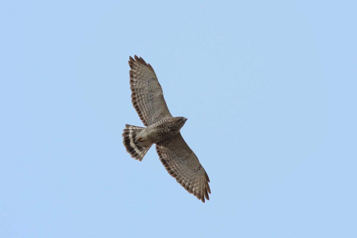 Broad-winged Hawk - ML614208512