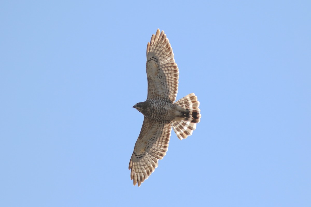 Broad-winged Hawk - ML614208514