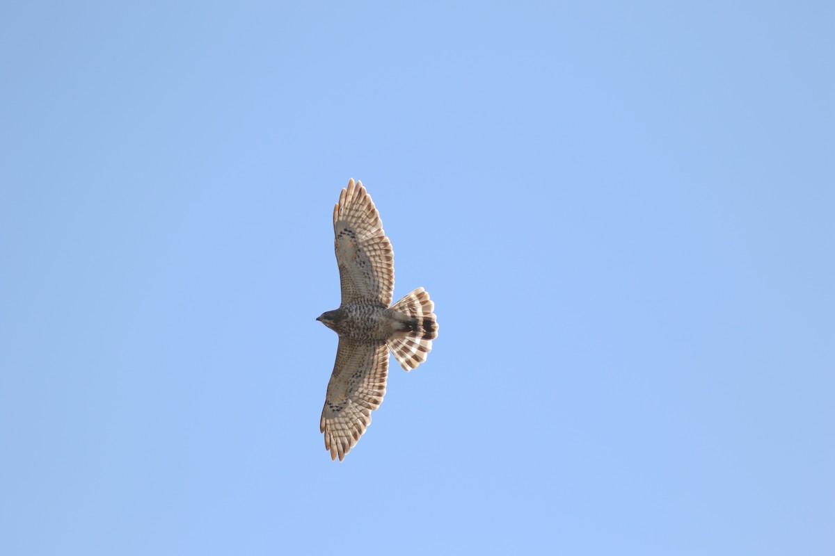 Broad-winged Hawk - ML614208516