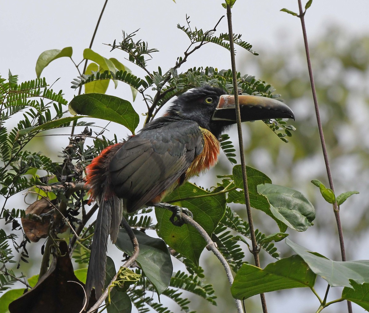 Collared Aracari - ML614208528