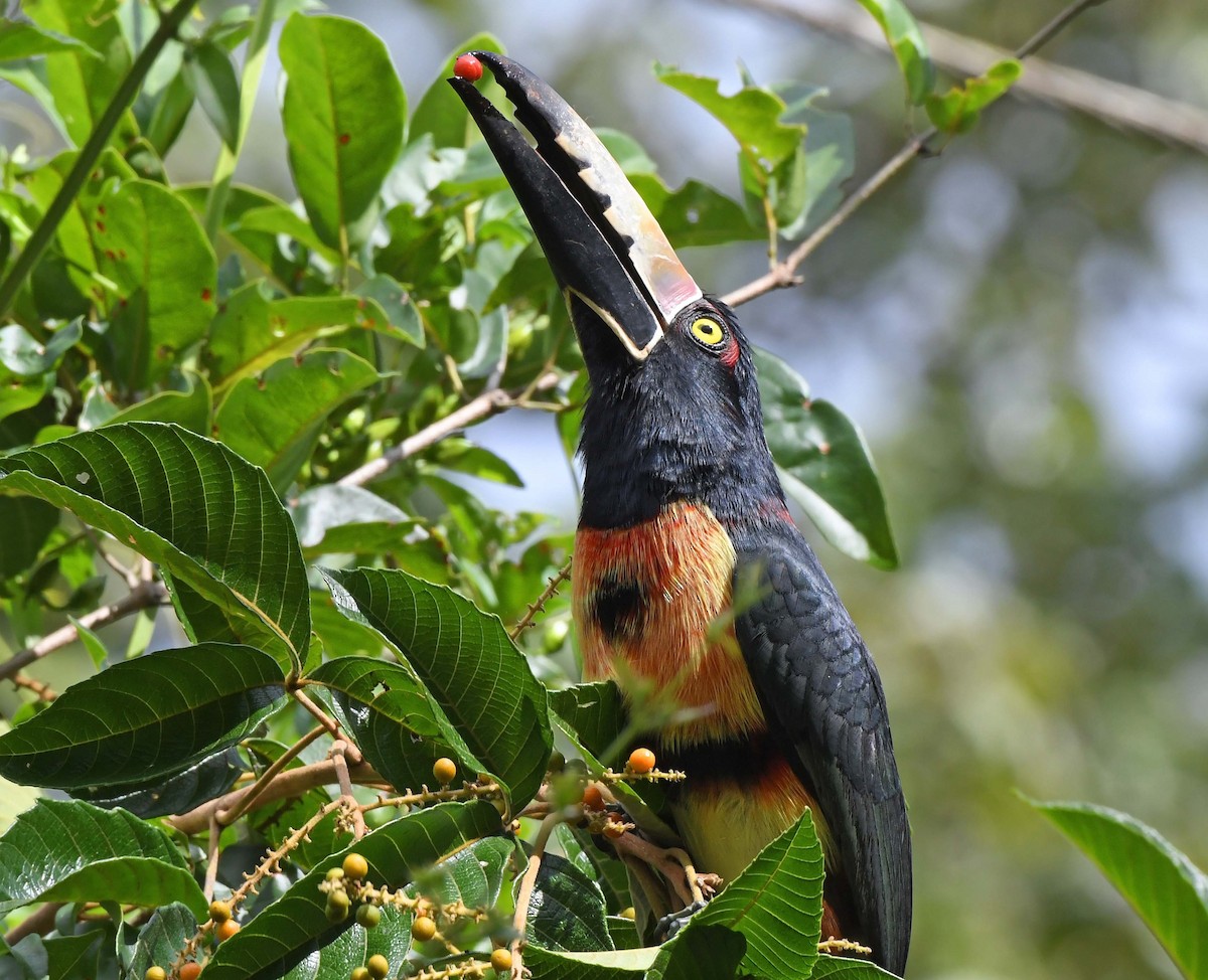 Collared Aracari - ML614208532