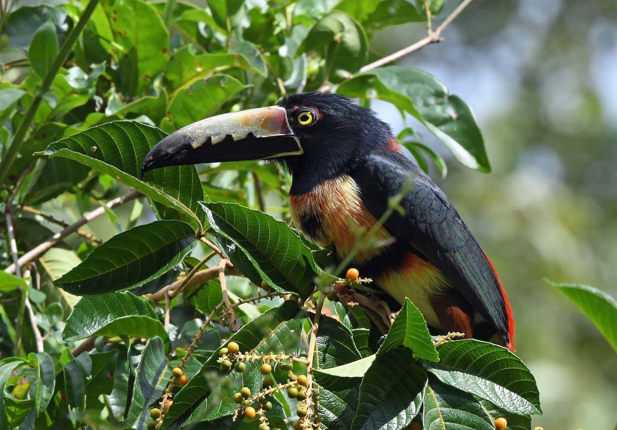 Collared Aracari - ML614208544