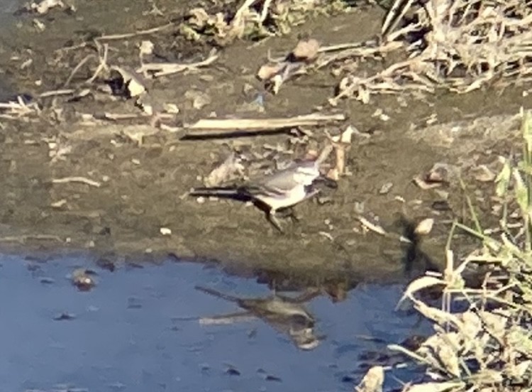 White Wagtail - ML614208546