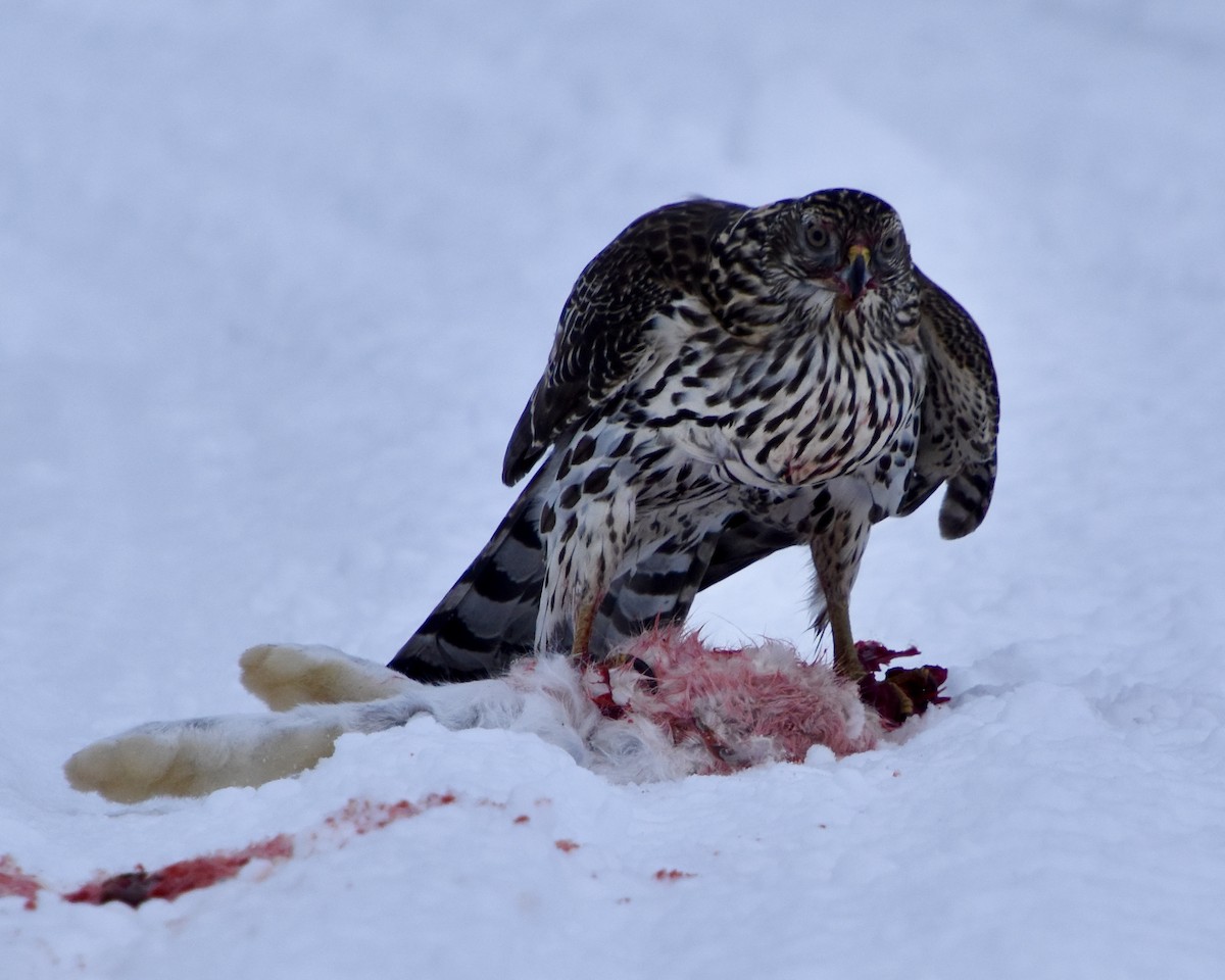 American Goshawk - ML614208550