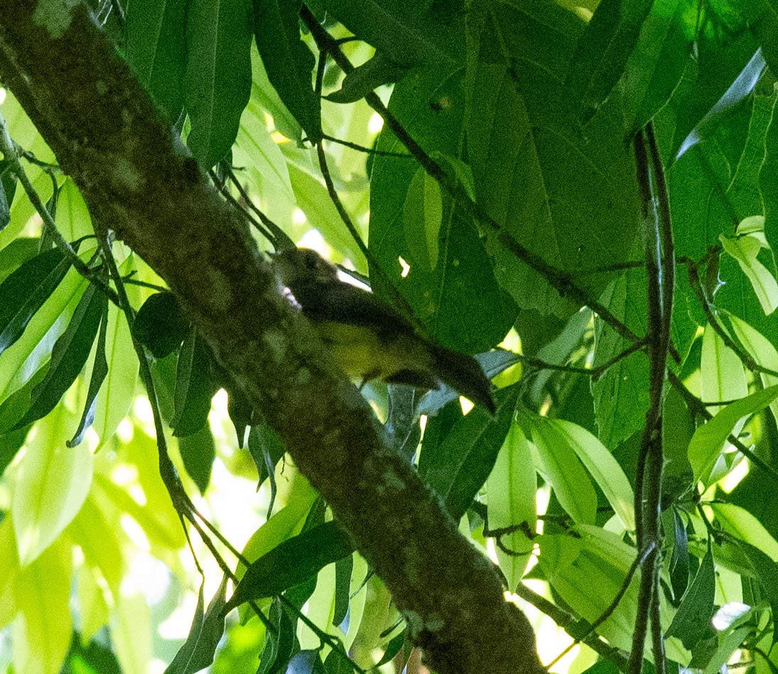 Sulphur-rumped Flycatcher - ML614208564