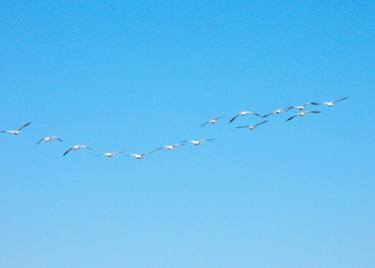 Snow Goose - ML614208710