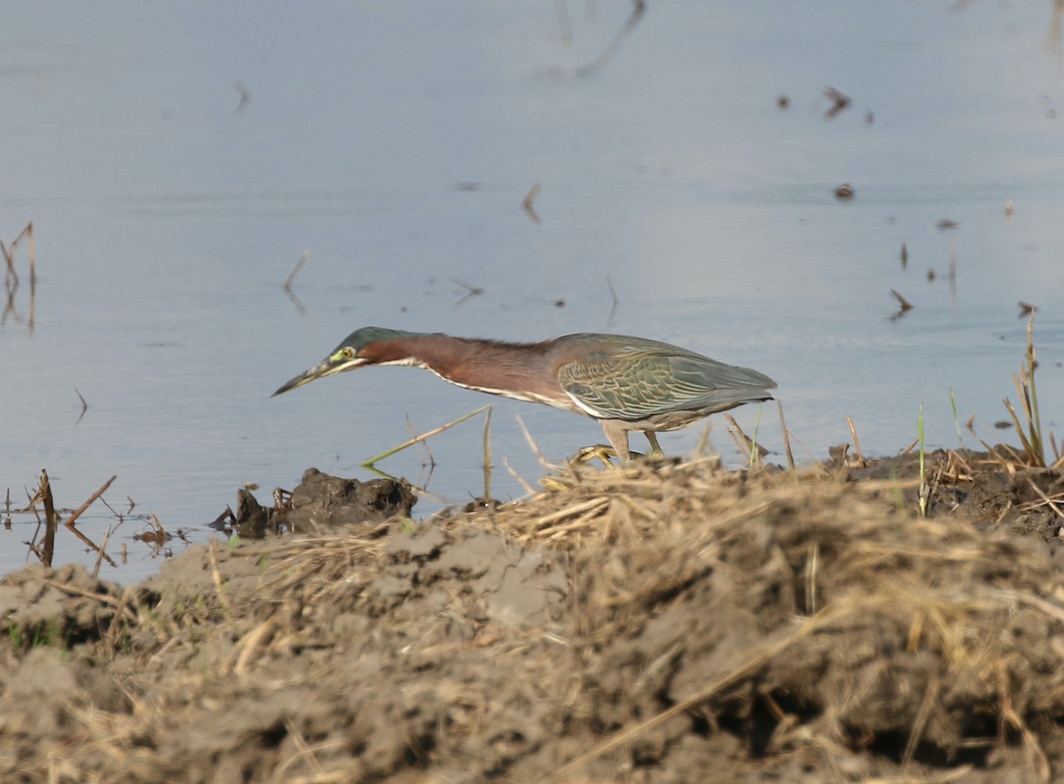 Green Heron - ML614208724