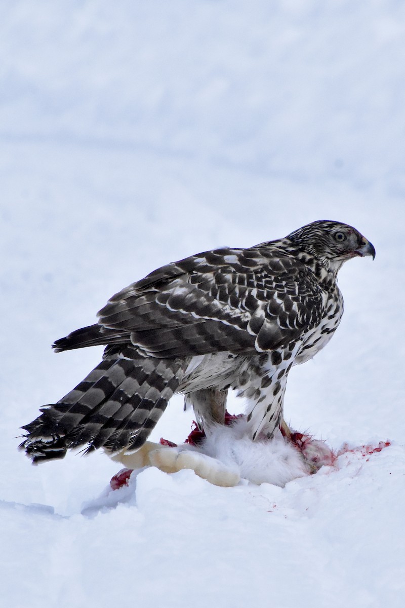 American Goshawk - ML614208743