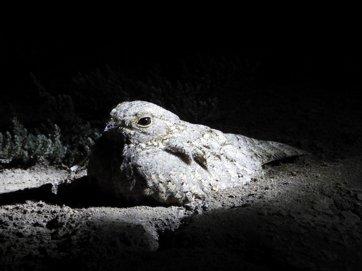 Sykes's Nightjar - ML614208748