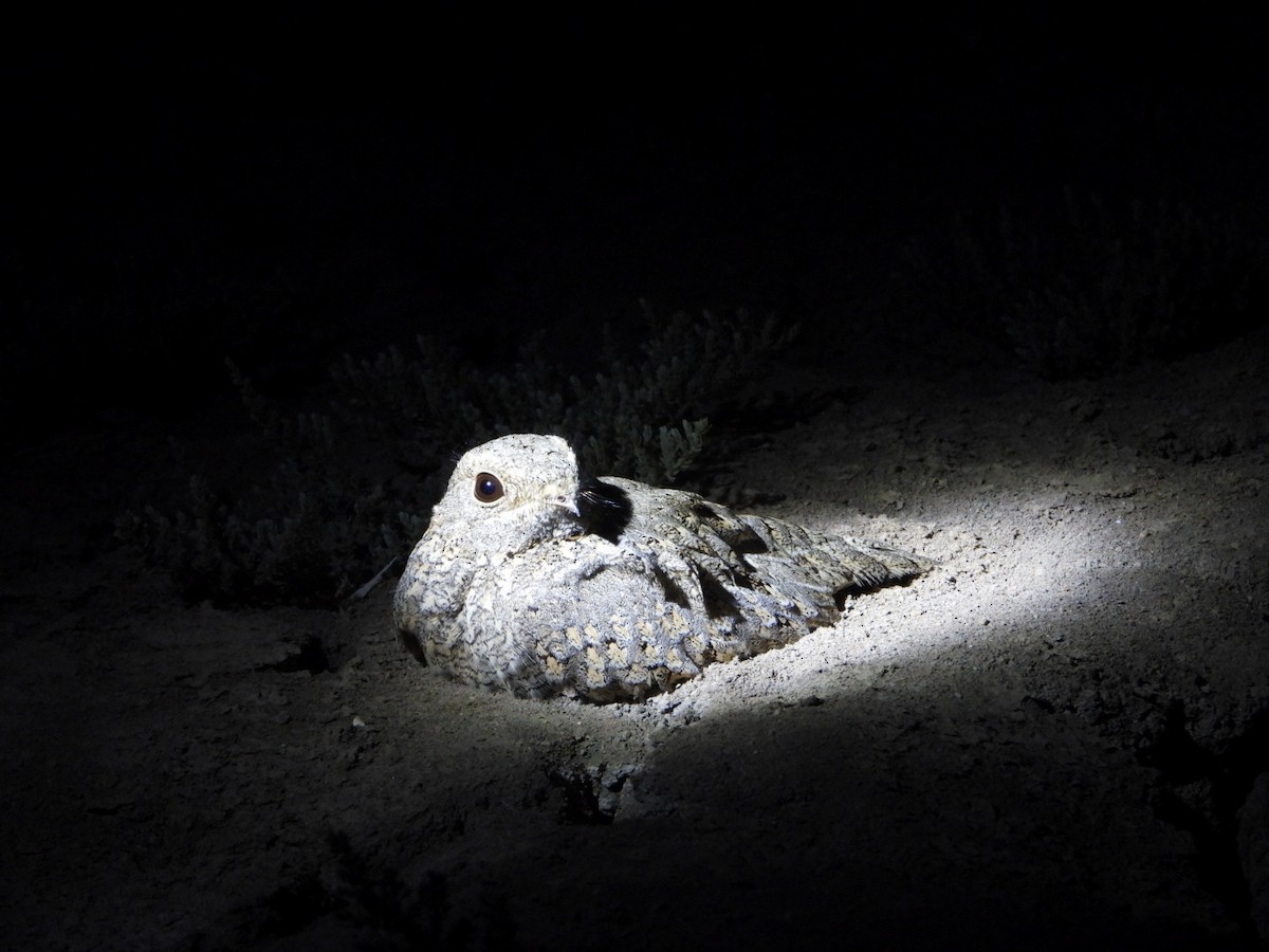 Sykes's Nightjar - ML614208750