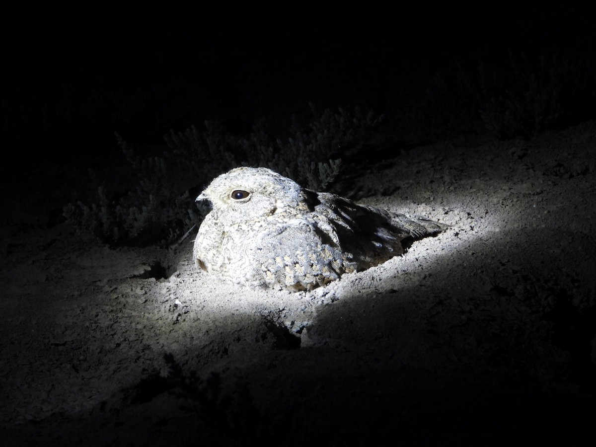 Sykes's Nightjar - ML614208751