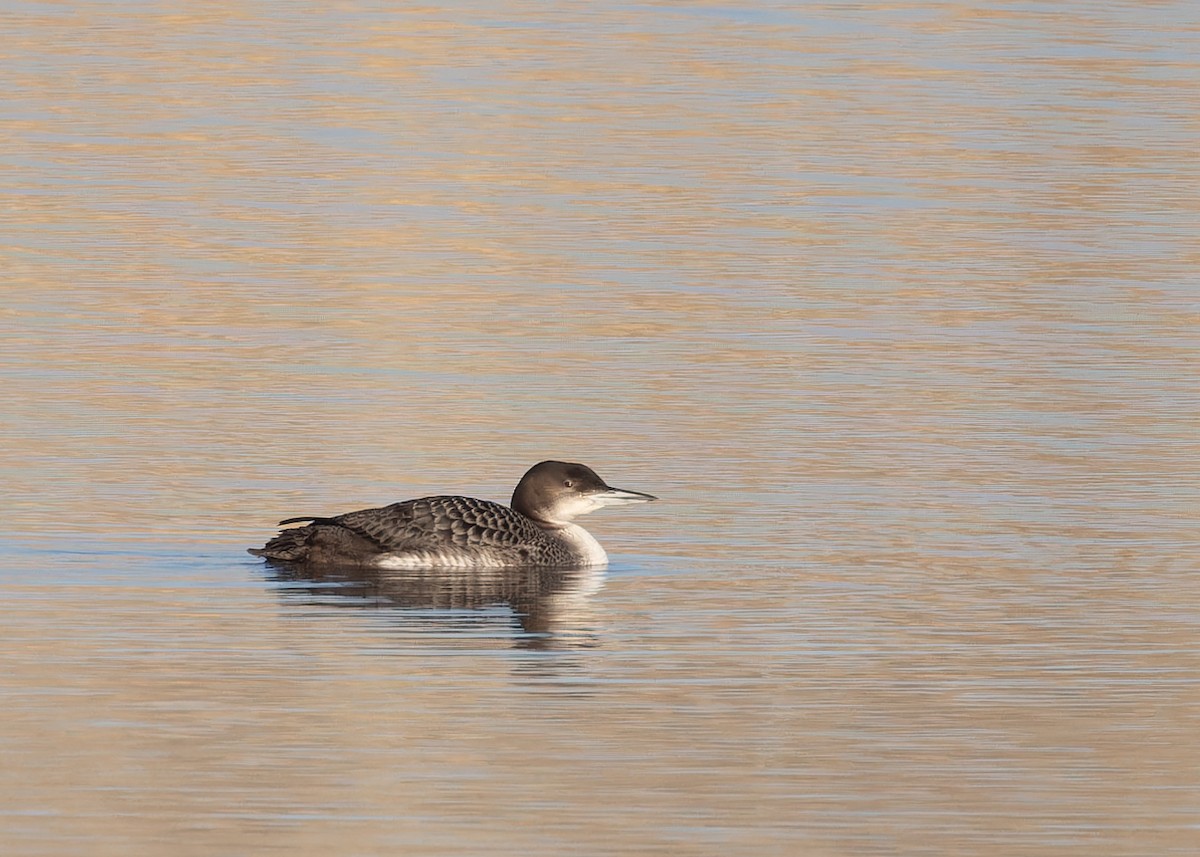 Plongeon huard - ML614208789