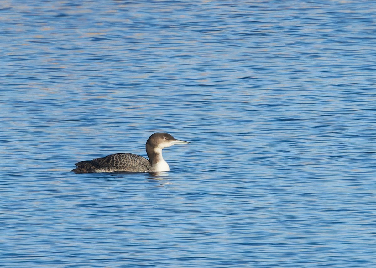 Plongeon huard - ML614208791