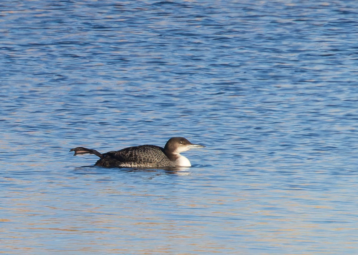 Common Loon - Verlee Sanburg