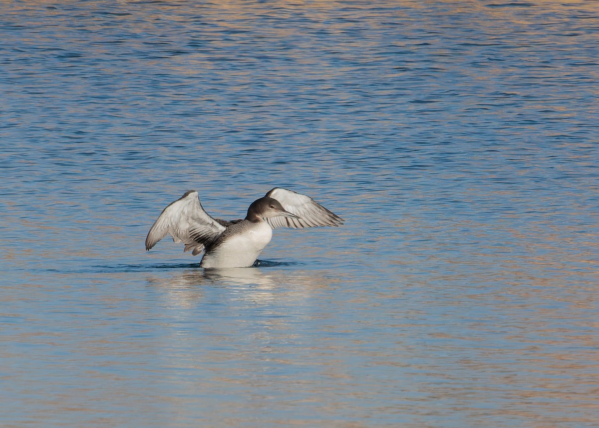 Common Loon - Verlee Sanburg