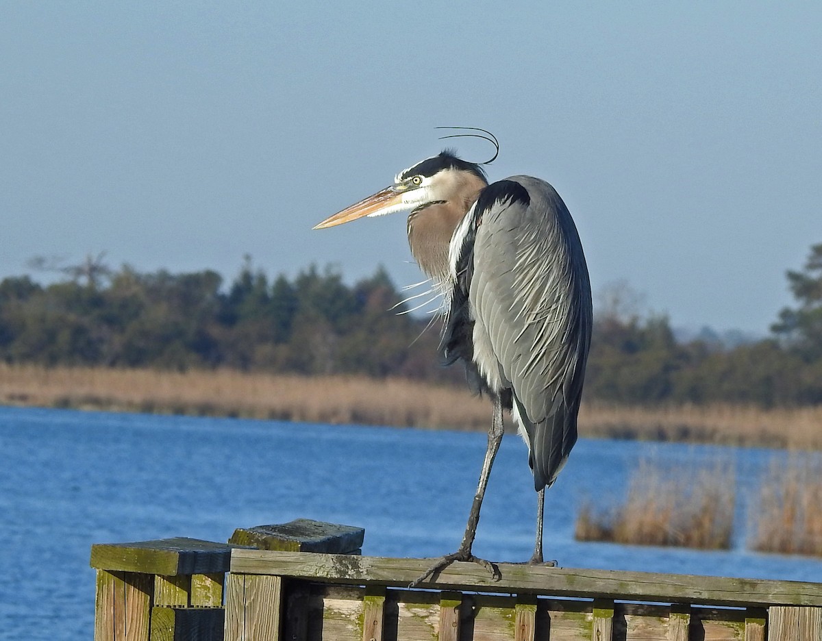 Great Blue Heron - ML614208823