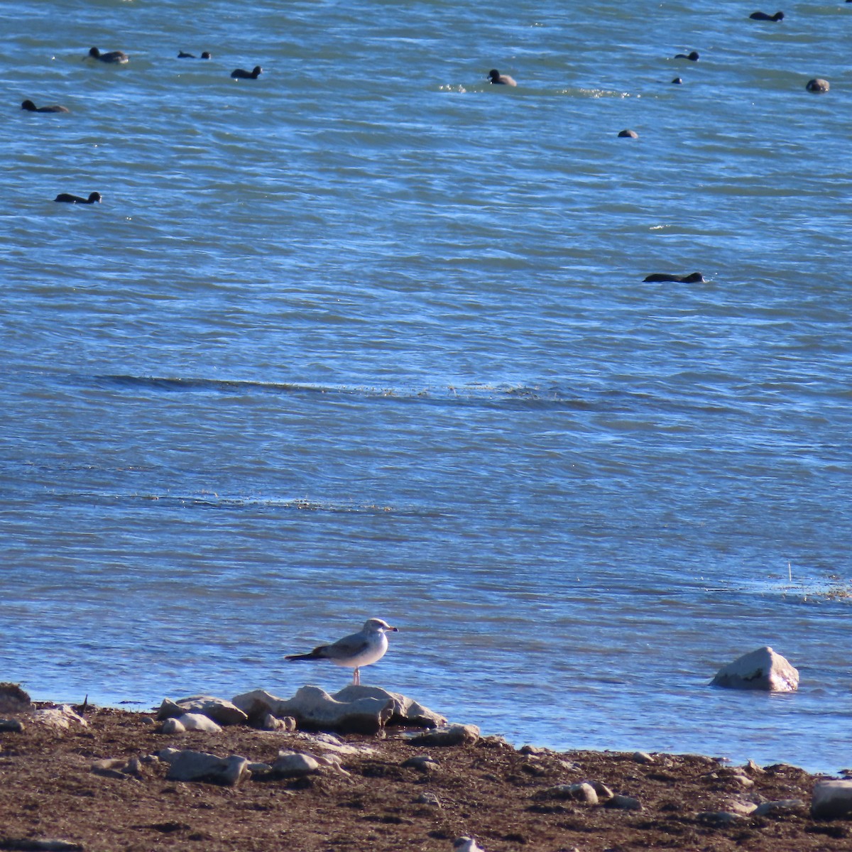 Ring-billed Gull - ML614208842