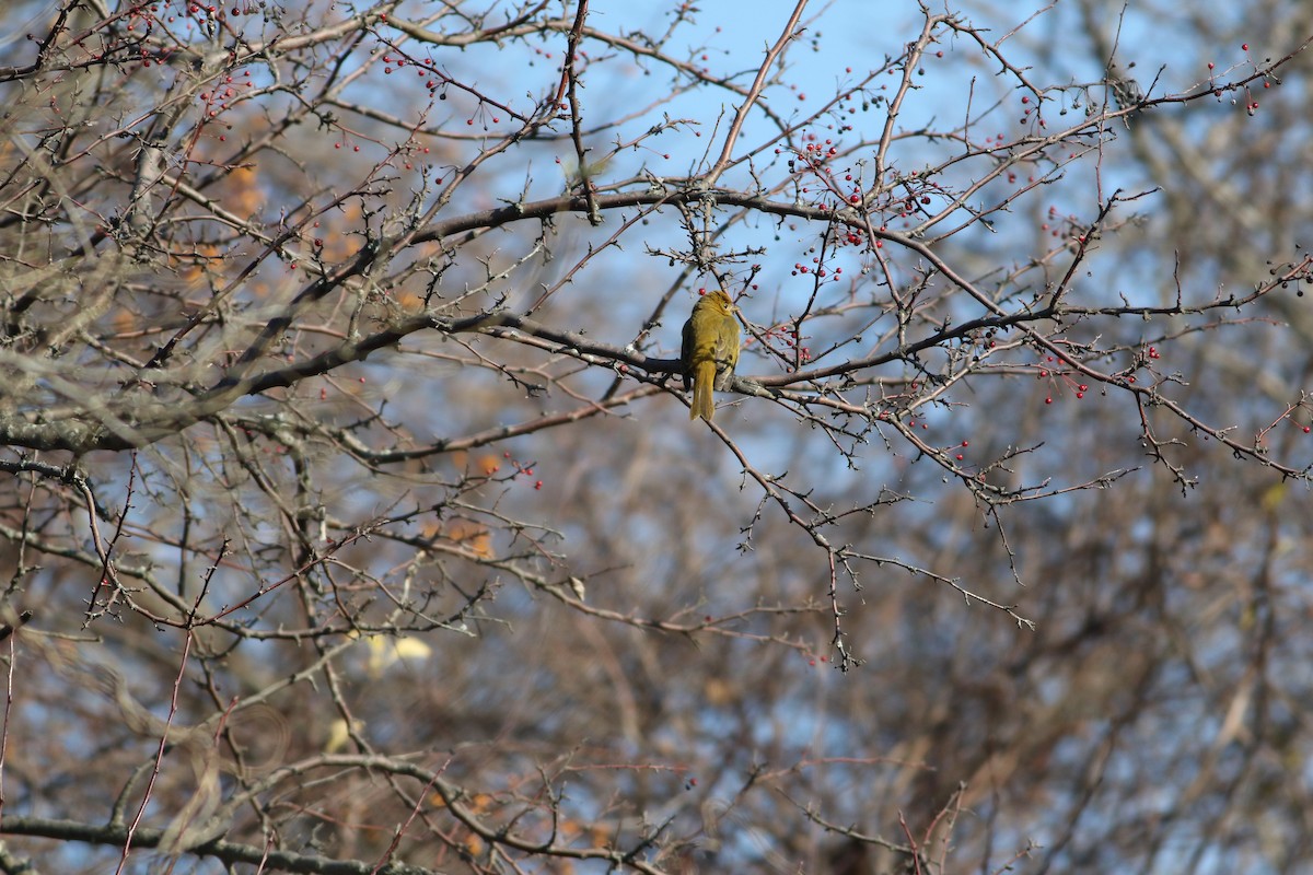 Summer Tanager - Taylor Sturm