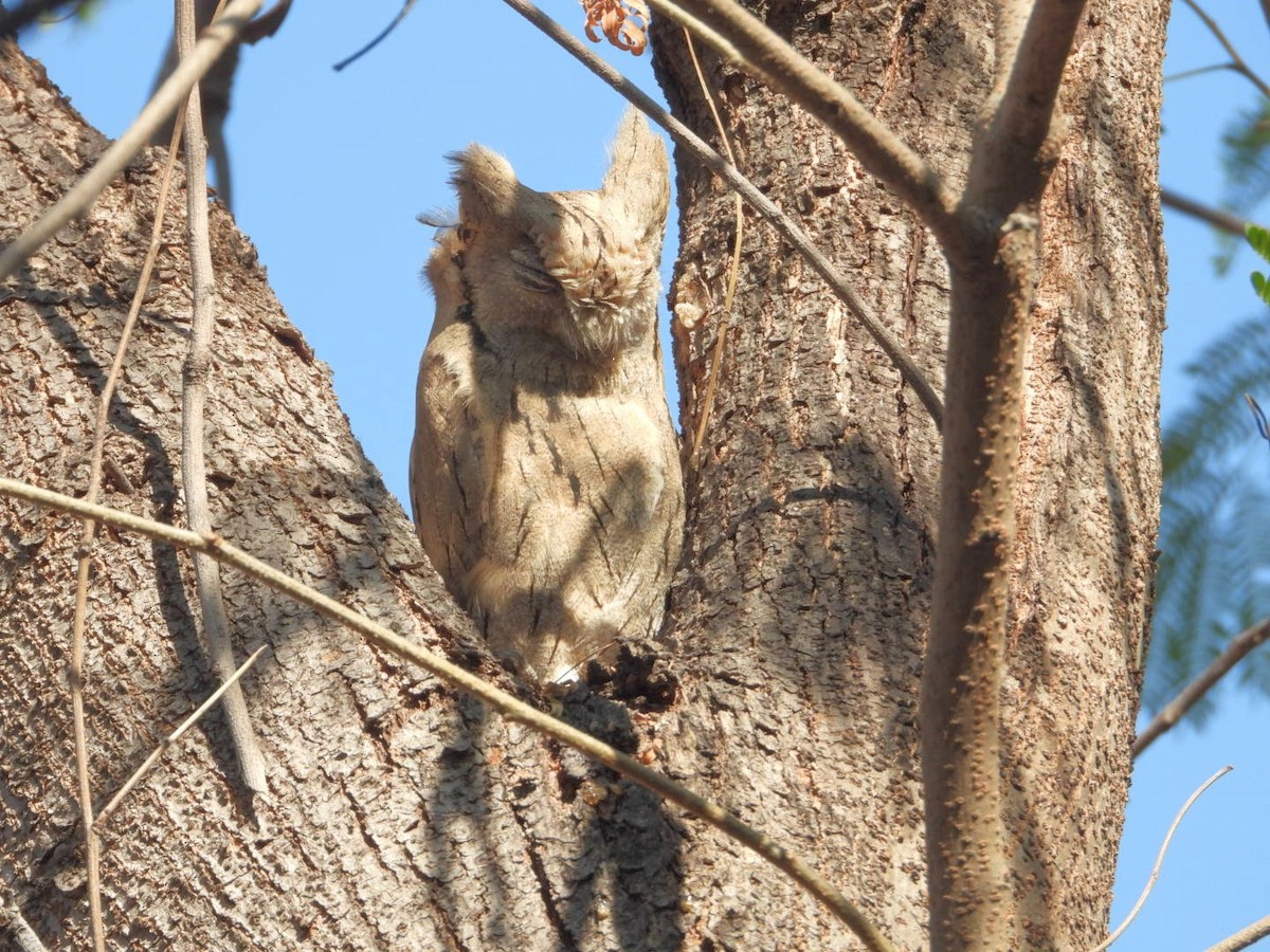 Pallid Scops-Owl - ML614208929