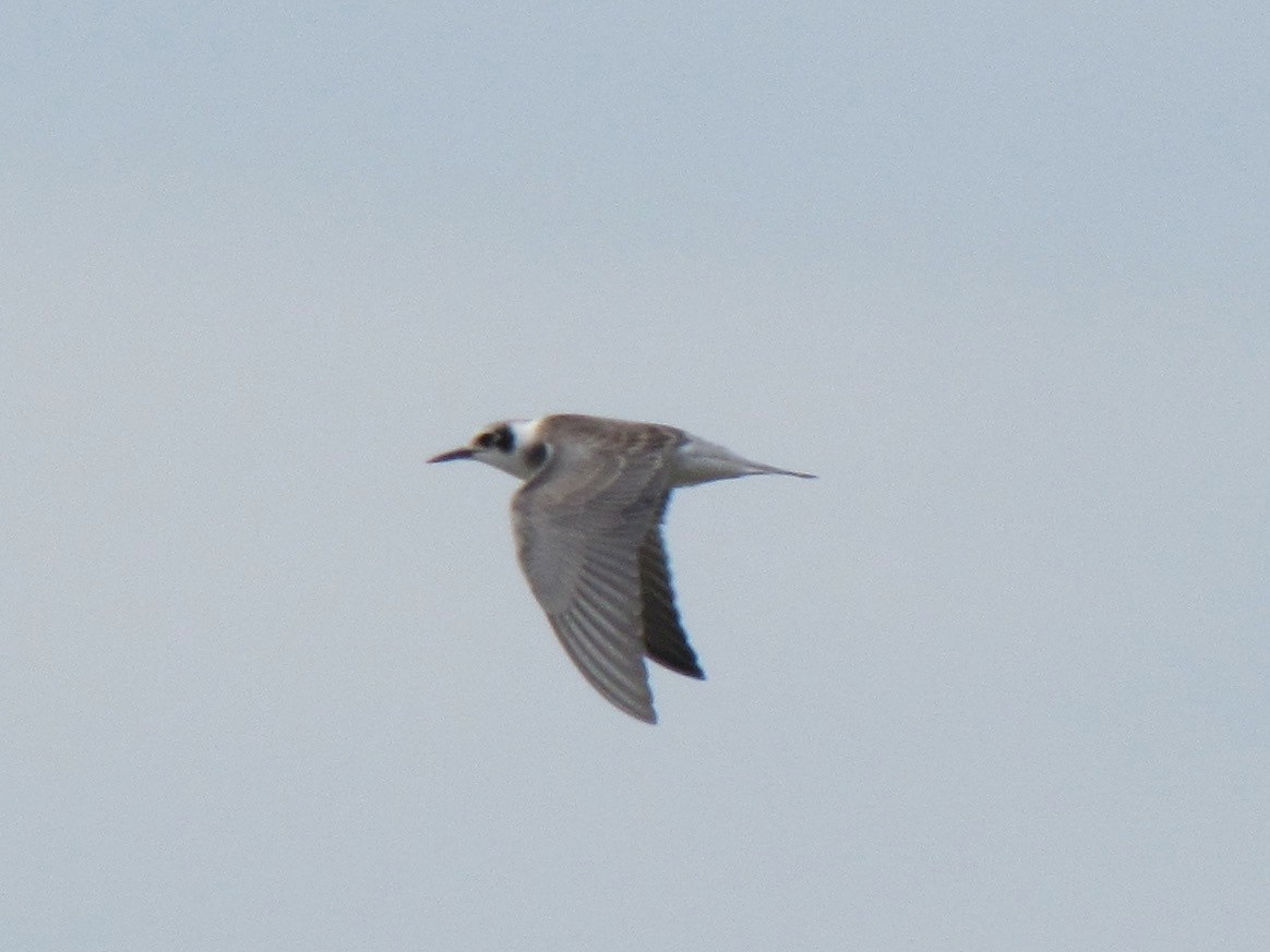 Black Tern - Sabrina Hepburn