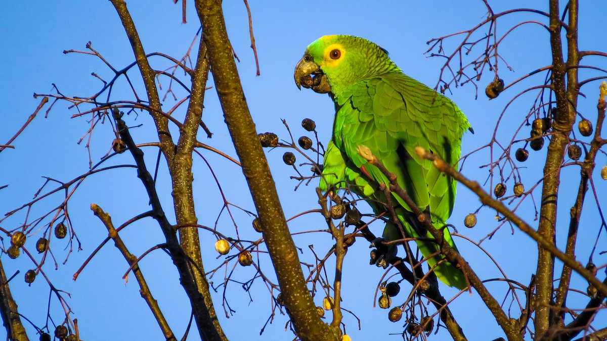 Turquoise-fronted Parrot - ML614208992
