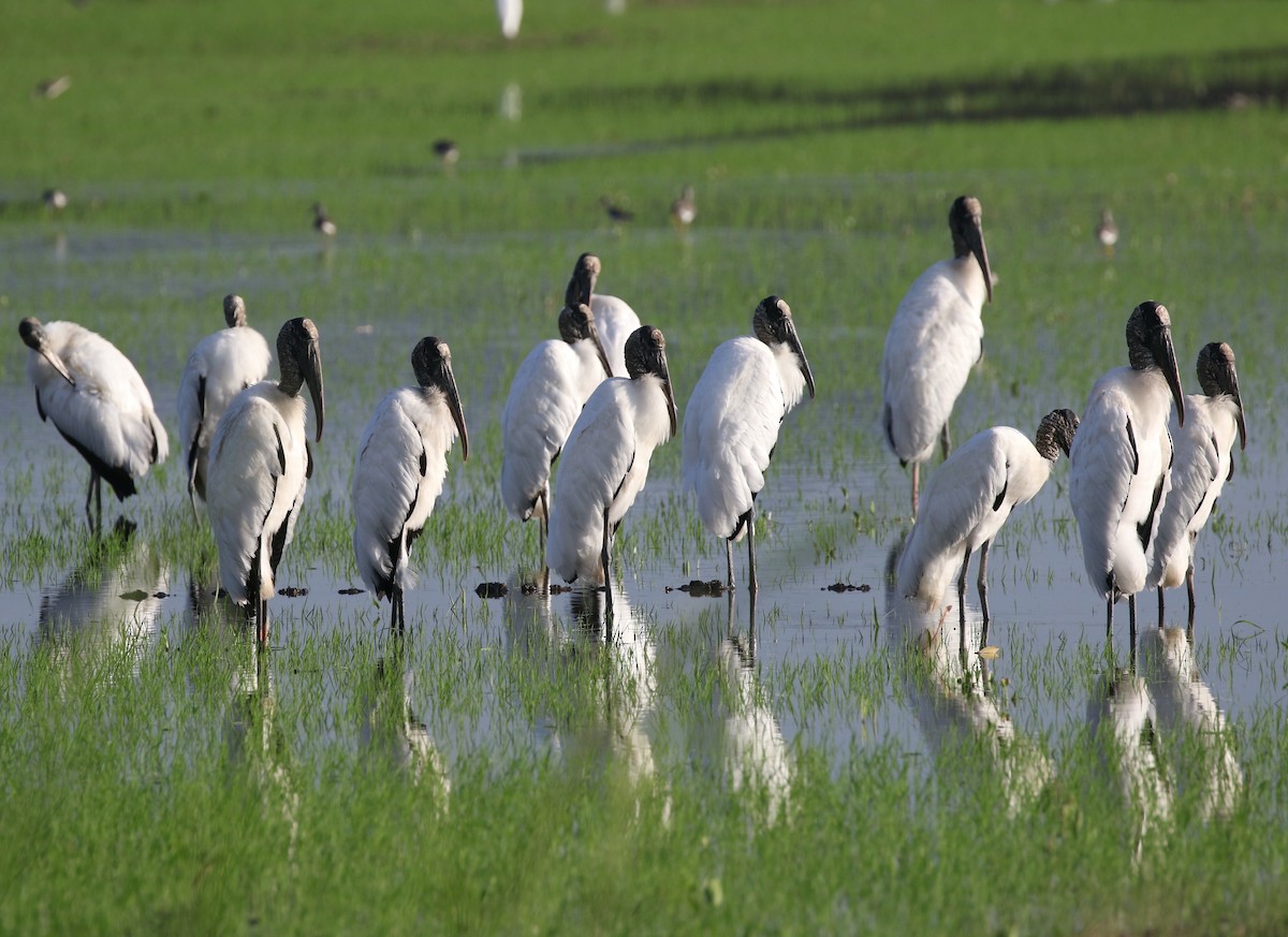 Wood Stork - ML614208995