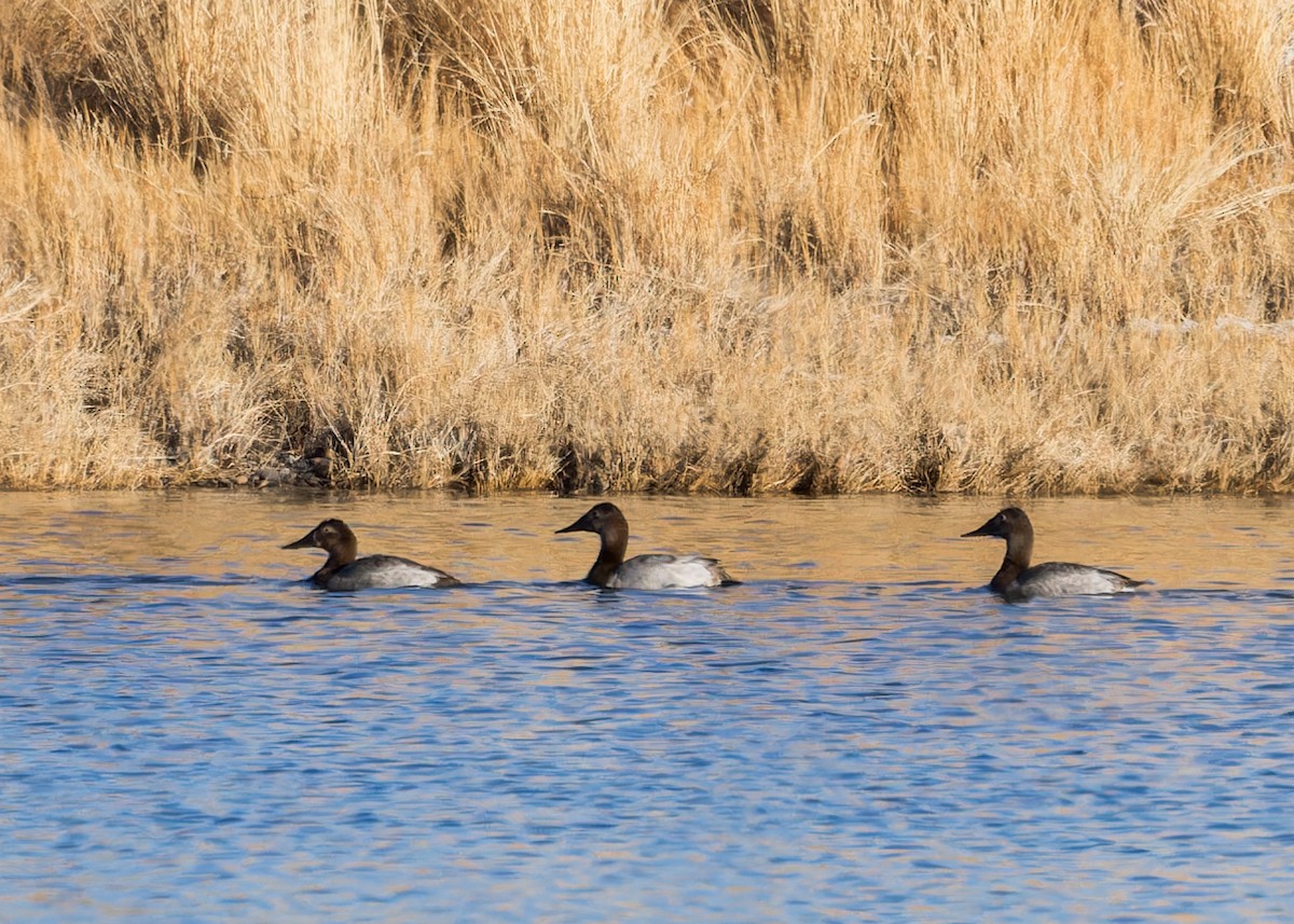 Canvasback - Verlee Sanburg