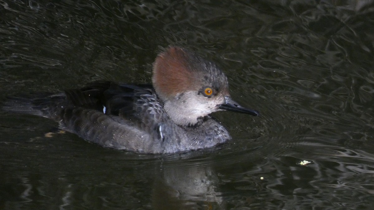 Hooded Merganser - ML614209052