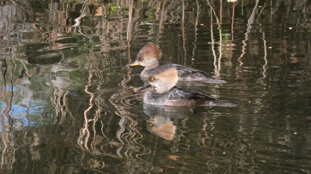 Hooded Merganser - ML614209053