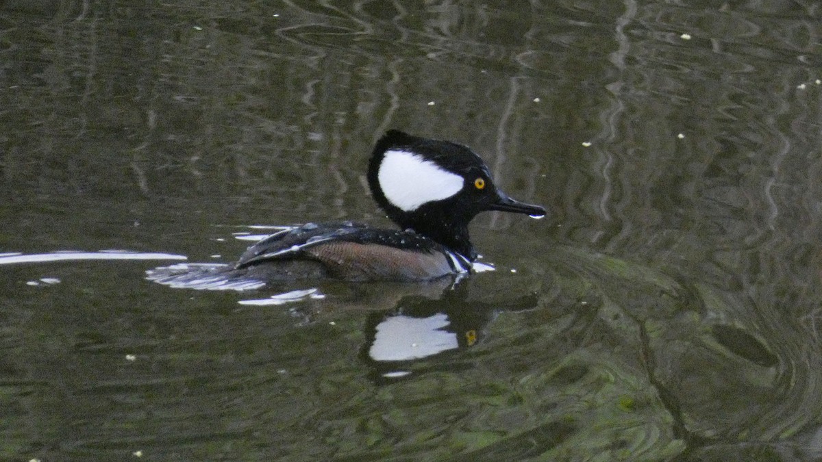 Hooded Merganser - ML614209054