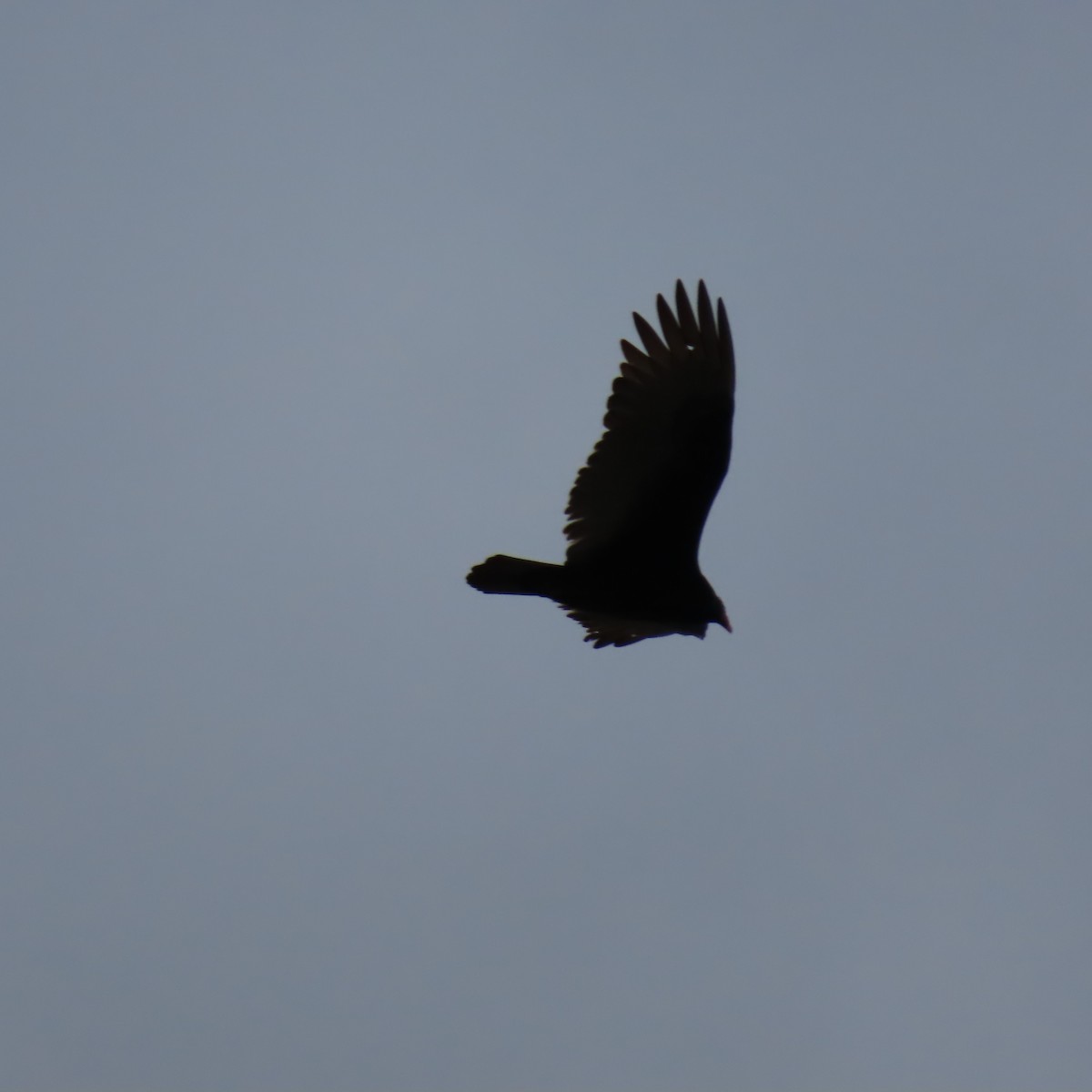 Turkey Vulture - ML614209063