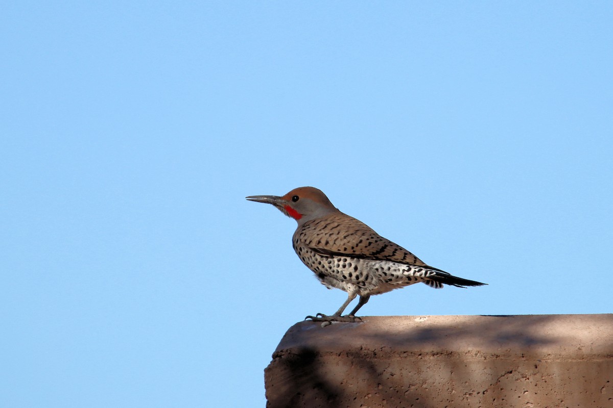 Gilded Flicker - ML614209103