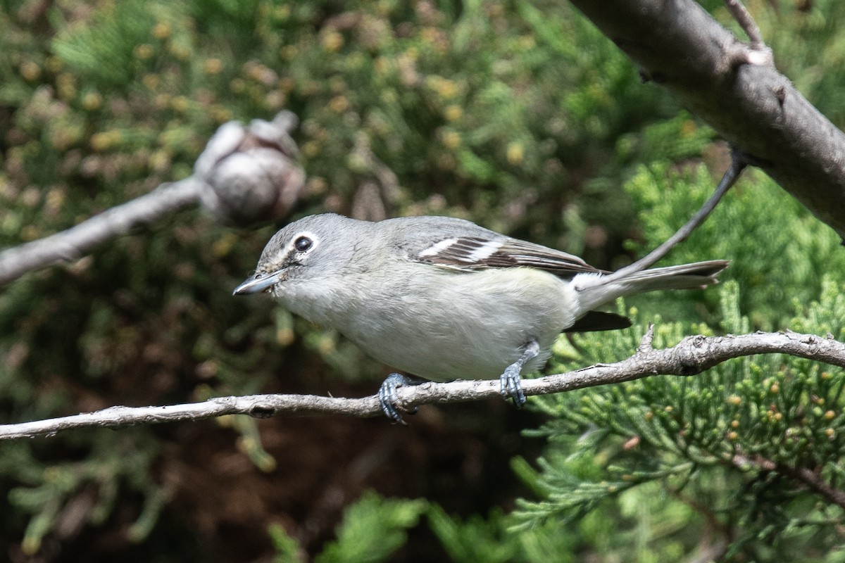 Plumbeous Vireo - ML614209115