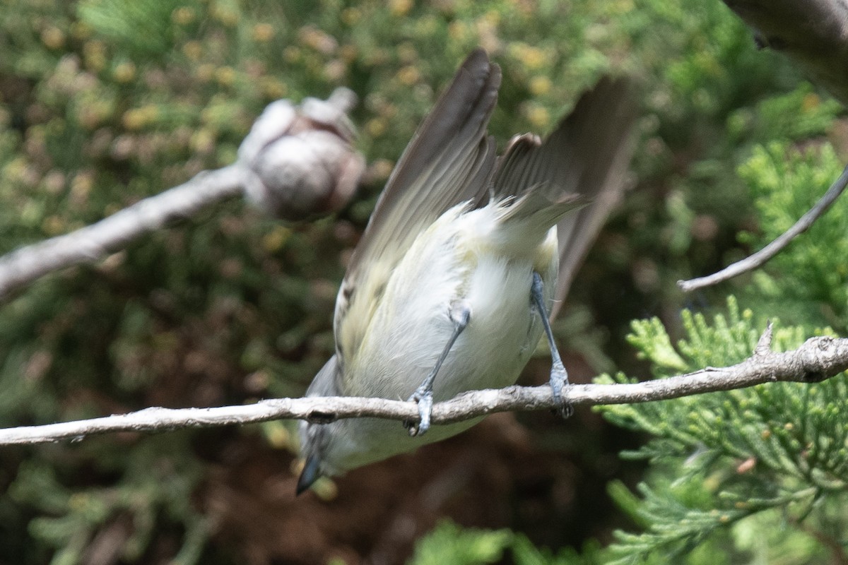 Vireo Plomizo - ML614209116