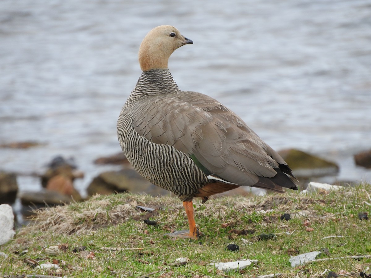 Ruddy-headed Goose - ML614209228