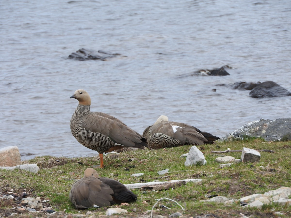 Ruddy-headed Goose - ML614209229