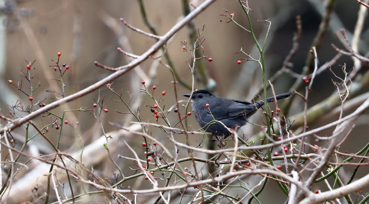 Gray Catbird - ML614209292