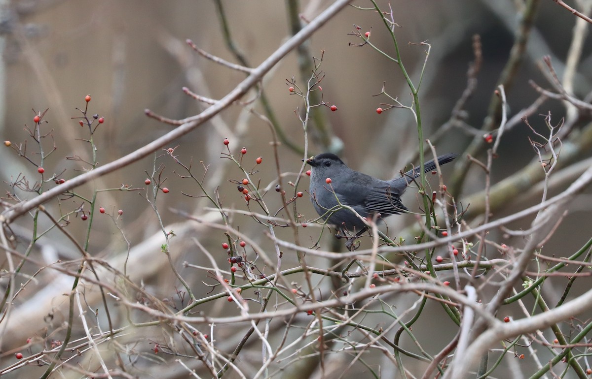 Gray Catbird - ML614209295