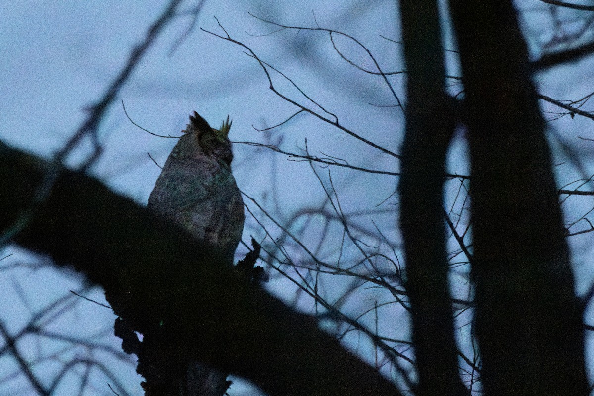 Great Horned Owl - ML614209303