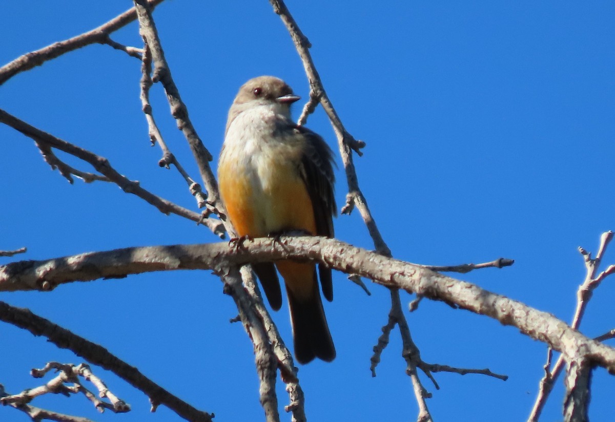 Vermilion Flycatcher - ML614209319