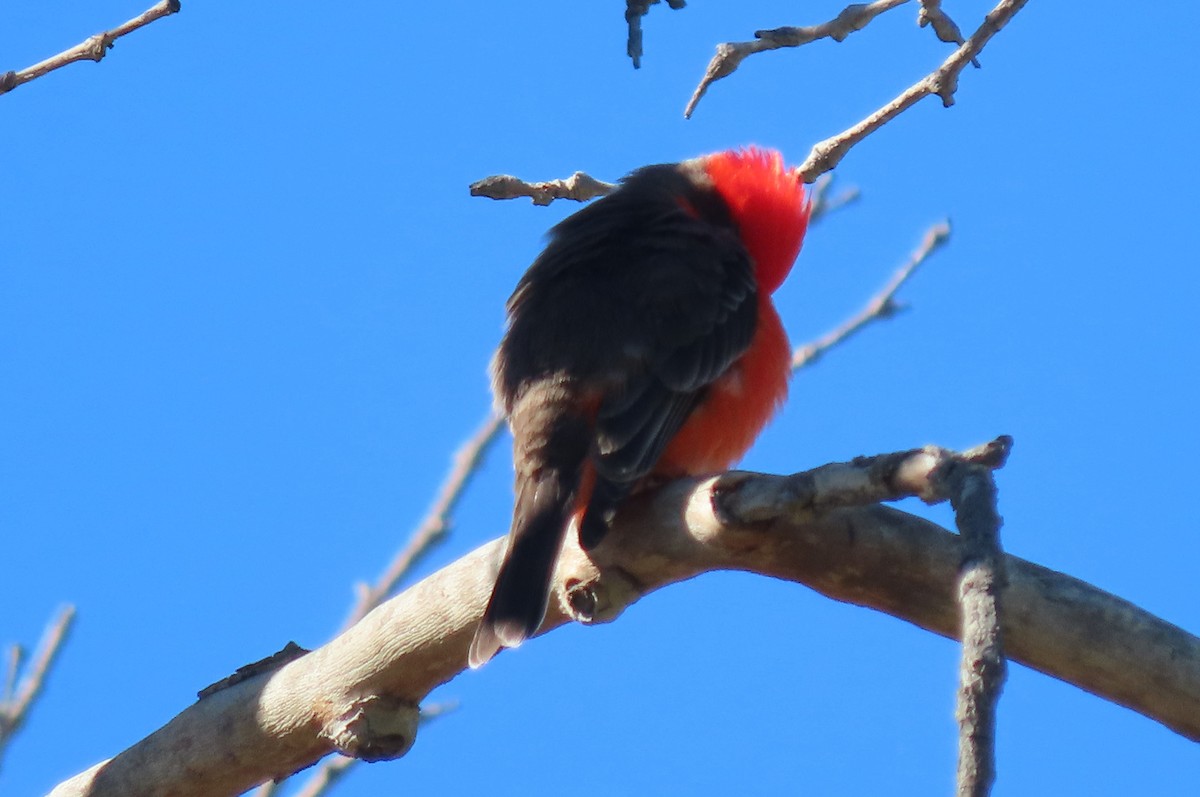 Vermilion Flycatcher - ML614209320