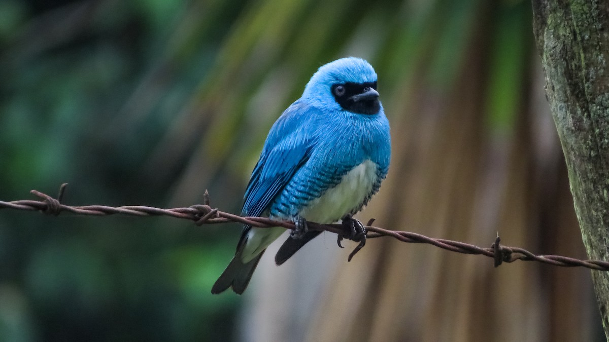 Swallow Tanager - ML614209322