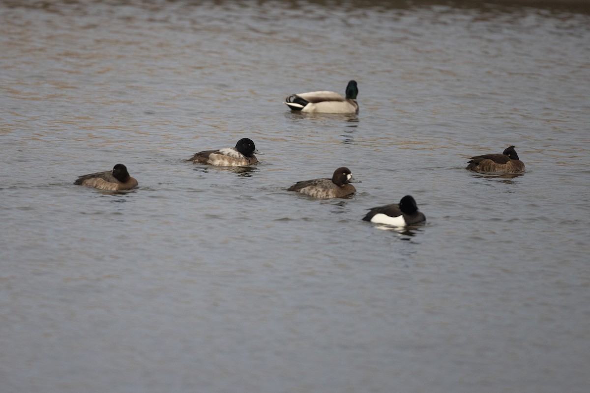 Greater Scaup - ML614209327