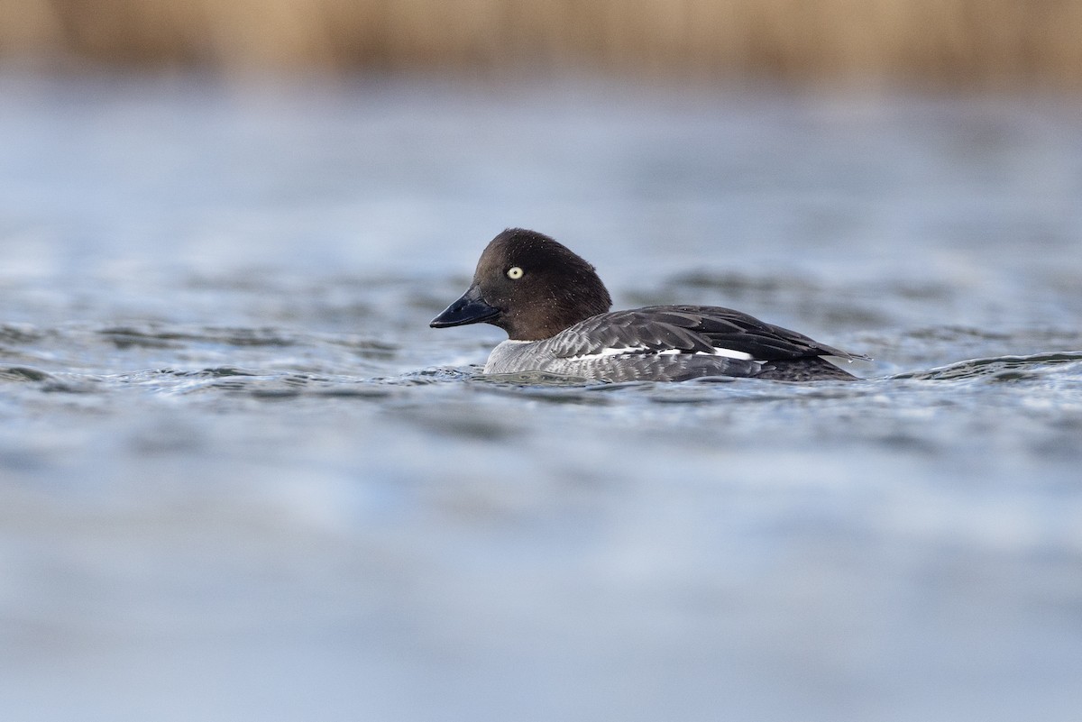 Common Goldeneye - ML614209333