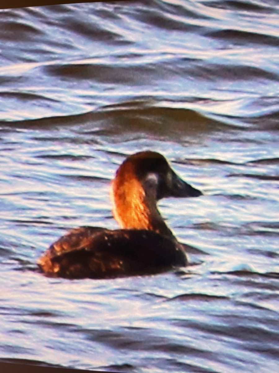 Surf Scoter - Christopher Rademacher