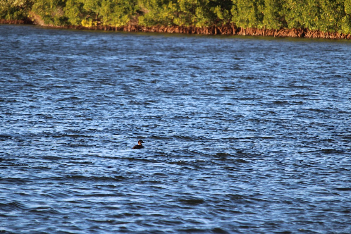 Surf Scoter - Christopher Rademacher