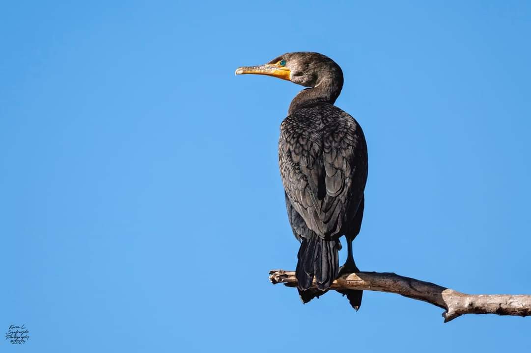 Double-crested Cormorant - ML614209453