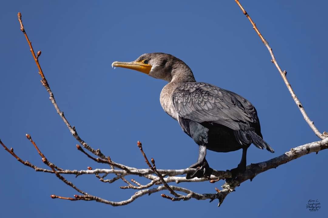 Double-crested Cormorant - ML614209454